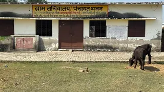 Chandausi Gram Secretariat Reportedly Locked, Cattle Found Inside, Villagers Face Difficulties