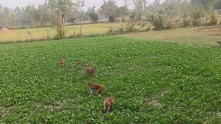 Farmers Allege Monkey Menace Is Destroying Crops in Chandausi Village