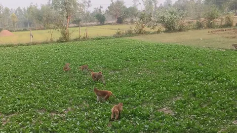 Farmers Allege Monkey Menace Is Destroying Crops in Chandausi Village