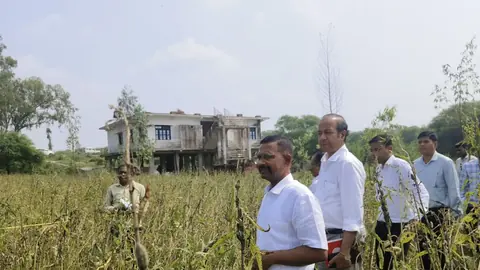 Hamirpur DM Inspects Sesame Crop Cutting to Assess Yield for Crop Insurance