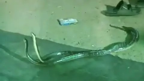 Snake Pair Reportedly Spotted During Aarti at Mata Pandal in Morena