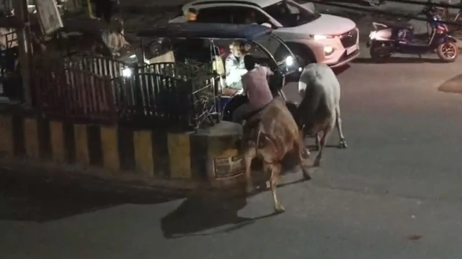Fighting Bulls Hit Scooter, Rickshaw, Injure Two Passersby In Morena