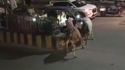 Fighting Bulls Hit Scooter, Rickshaw, Injure Two Passersby In Morena