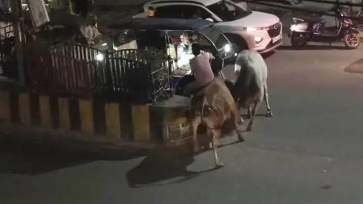 Fighting Bulls Hit Scooter, Rickshaw, Injure Two Passersby In Morena