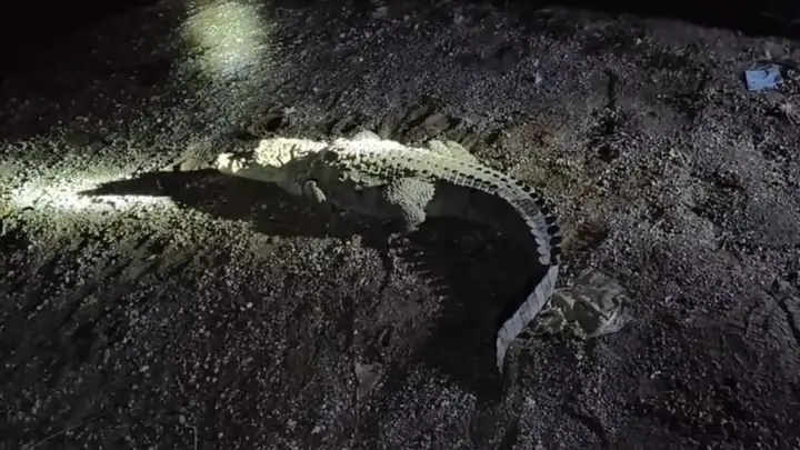 Nine-Foot Crocodile Rescued From Morena Field, Released Into Chambal River