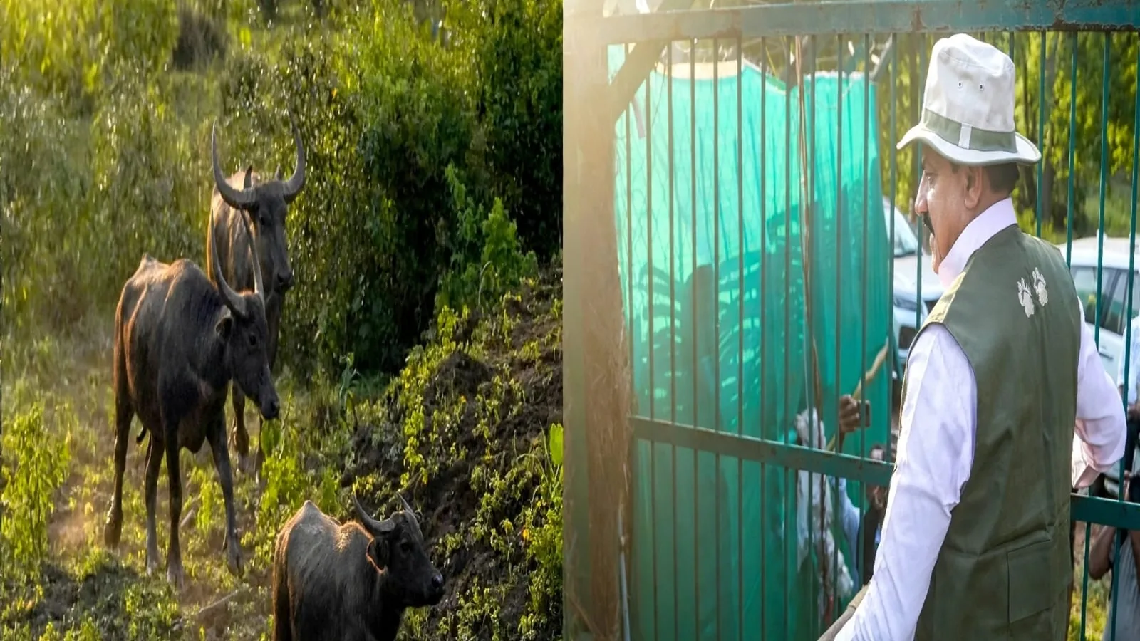सौ साल बाद कान्हा में जंगली भैंसों की वापसी, आठ छोड़ी गईं