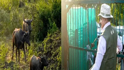 सौ साल बाद कान्हा में जंगली भैंसों की वापसी, आठ छोड़ी गईं
