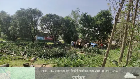 Wood Mafia Accused of Felling Three Green Mango Trees in Bulandshahr