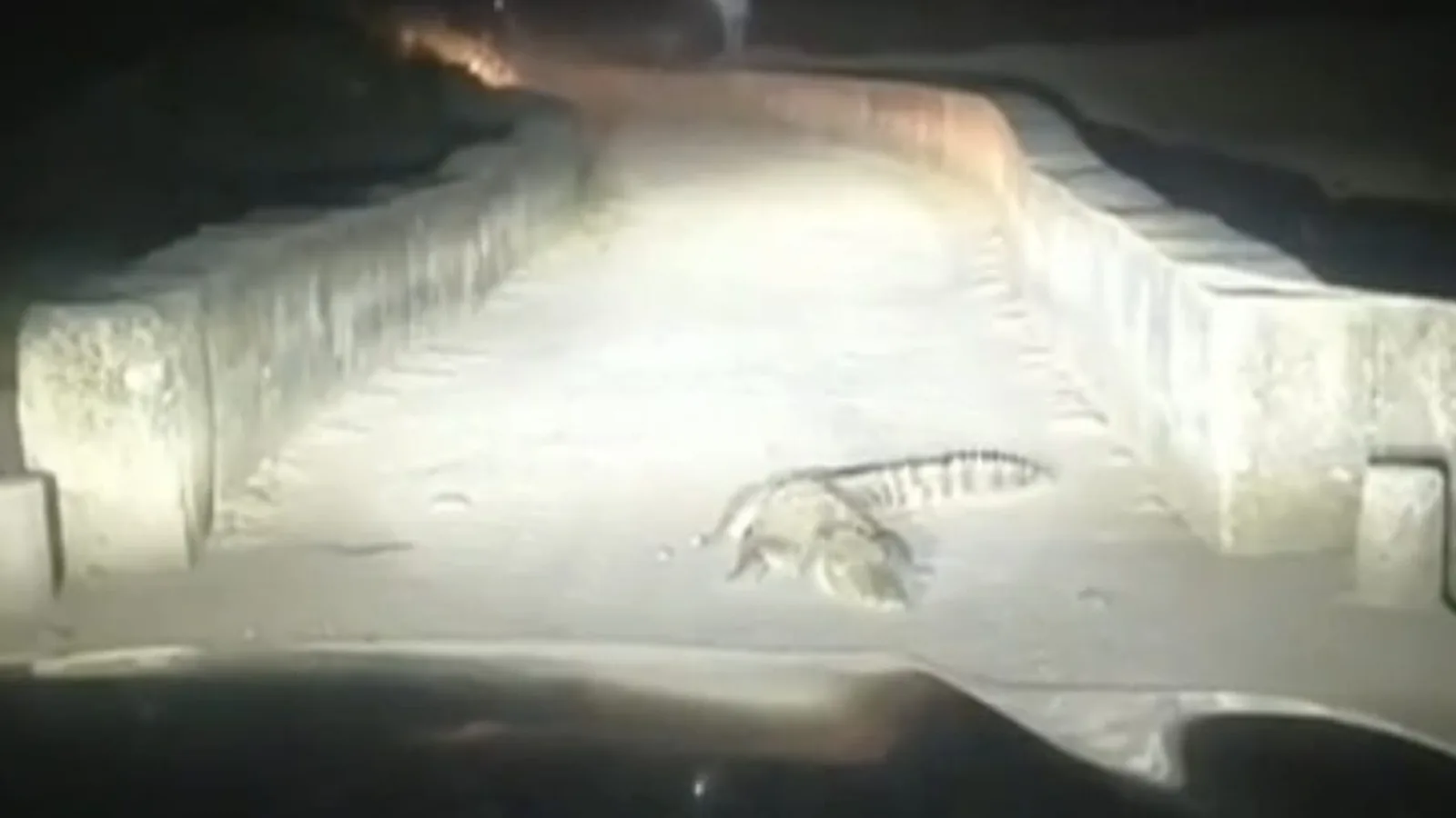 Large crocodile blocks road near Morena dam, halts traffic for 30 minutes