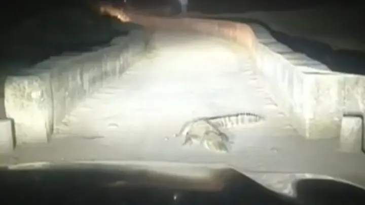 Large crocodile blocks road near Morena dam, halts traffic for 30 minutes