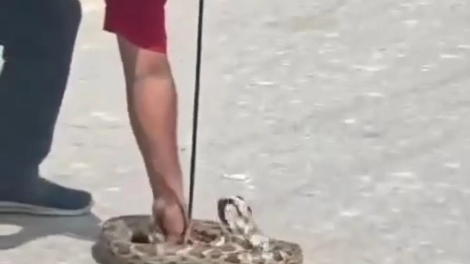 Huge Python Found In Pratapgarh Solar Showroom, Safely Released