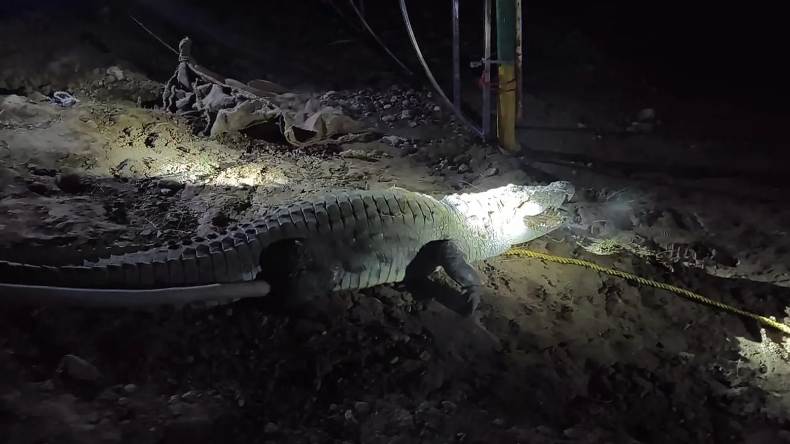 Adult Crocodile Rescued Near Morena Village After Four-Hour Operation, Released Into Chambal