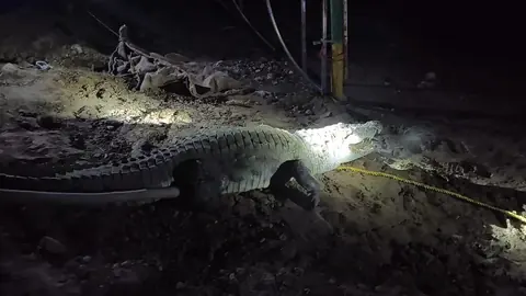 Adult Crocodile Rescued Near Morena Village After Four-Hour Operation, Released Into Chambal
