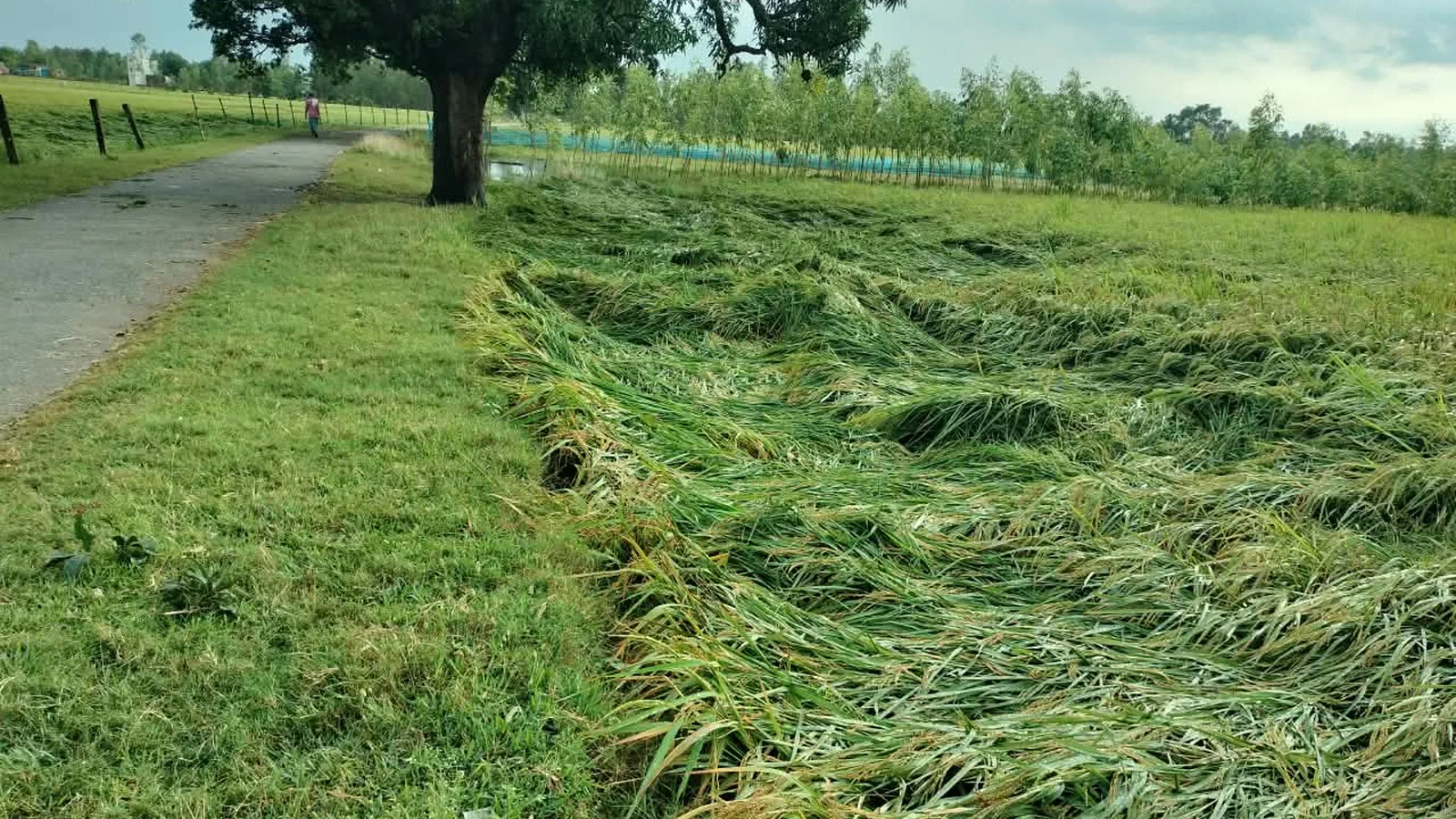 श्रावस्ती में आकाशीय बिजली गिरने से युवक की मौत, साथी झुलसा