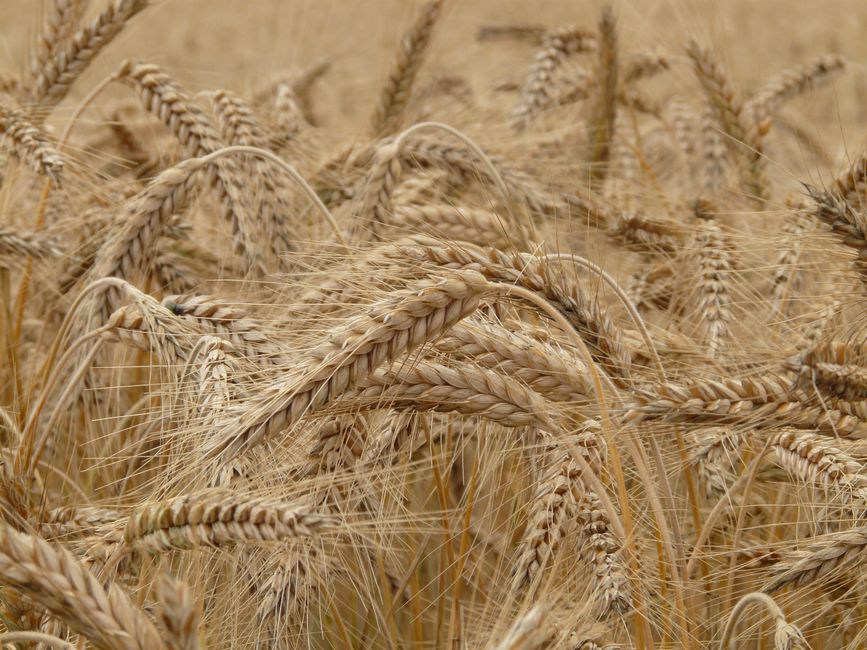 CM calls for change in crop cultivation strategies to suit El Nino conditions