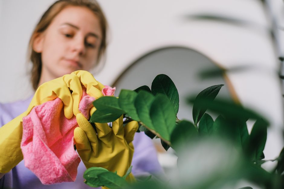 How to keep indoor plants healthy in summer: Easy and smart tips to protect plants from heat damage